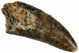 Serrated, Raptor Tooth - Real Dinosaur Tooth #295986-1